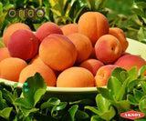 Origo Apricot Oil 250ml - Aksoy UK